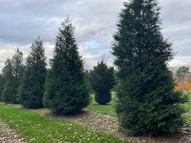 Cuprossocyparis leylandii (5x) - afbeelding 8 van  10