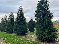 Cuprossocyparis leylandii (5x) - afbeelding 8 van  10