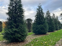 Cuprossocyparis leylandii (5x) - afbeelding 9 van  10