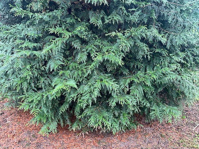 Cuprossocyparis leylandii (5x) - afbeelding 10 van  10