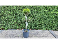 Cypress bonsai - sierboom (2x) - afbeelding 1 van  1