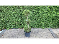 Cypress bonsai trio bol sierboom (2x) - afbeelding 1 van  1