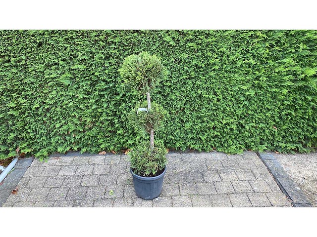 Cypress bonsai trio bol sierboom (2x) - afbeelding 1 van  1