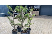 Cypress ley cast gold japan style vaste plant (4x) - afbeelding 1 van  2