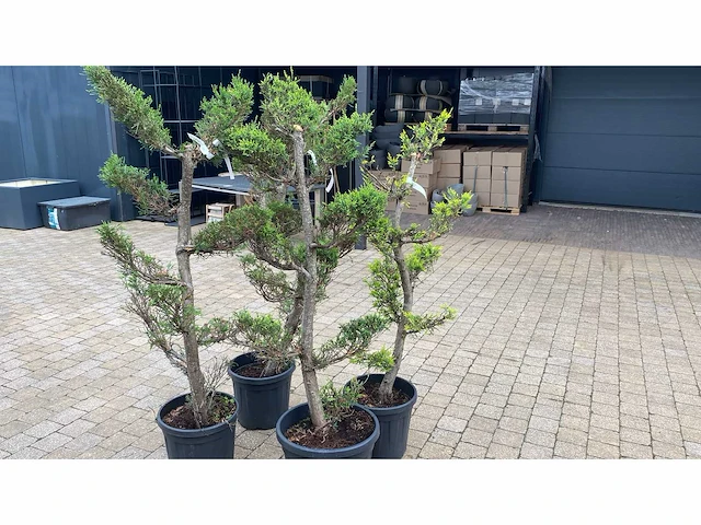 Cypress ley cast gold japan style vaste plant (4x) - afbeelding 1 van  2
