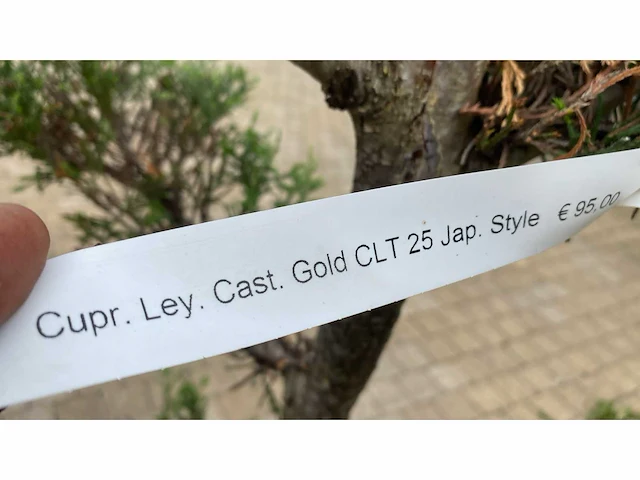 Cypress ley cast gold japan style vaste plant (4x) - afbeelding 2 van  2