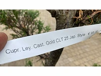 Cypress ley cast gold japan style vaste plant (4x) - afbeelding 2 van  2