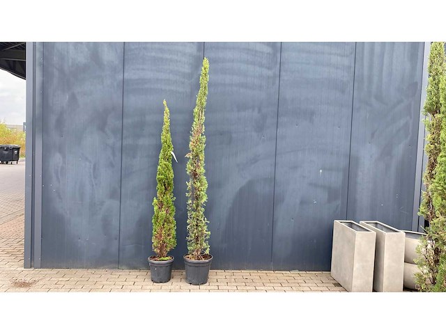 Cypress toscane hoogte 210 cm vaste plant (2x) - afbeelding 1 van  1