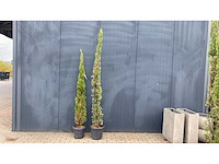 Cypress toscane hoogte 210 cm vaste plant (2x) - afbeelding 1 van  1