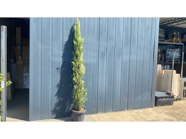 Cypress toscane hoogte 250 cm vaste plant - afbeelding 1 van  2