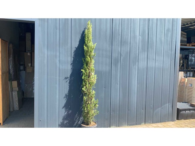 Cypress toscane hoogte 250 cm vaste plant - afbeelding 2 van  2