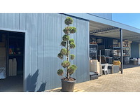 Cypress toscane ponpon hoogte 250-300 cm vaste plant - afbeelding 1 van  4