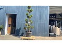 Cypress toscane ponpon hoogte 250-300 cm vaste plant - afbeelding 2 van  4