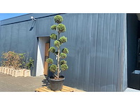 Cypress toscane ponpon hoogte 250-300 cm vaste plant - afbeelding 3 van  4
