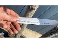Cypress toscane ponpon hoogte 250-300 cm vaste plant - afbeelding 4 van  4