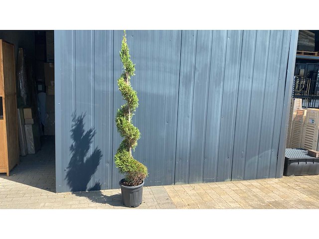Cypress toscane spirale vaste plant - afbeelding 1 van  1