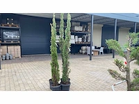 Cypressus semp hoogte 210 cm vaste plant (4x)