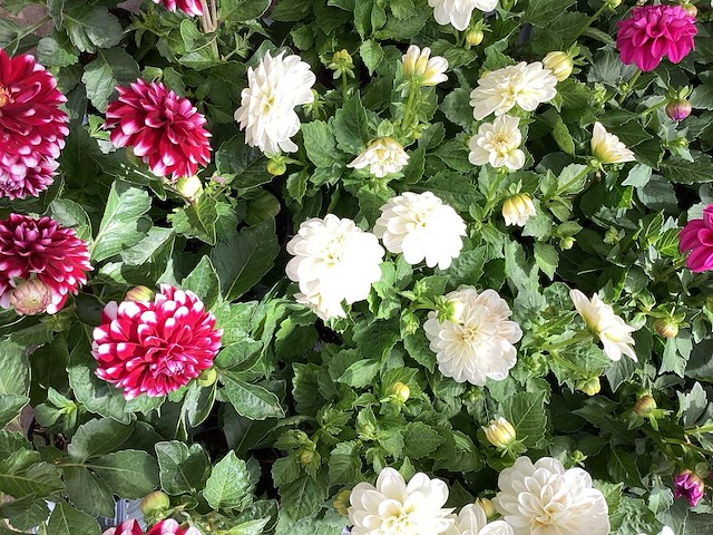 Dahlia mix (100x) - afbeelding 1 van  2