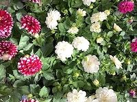 Dahlia mix (100x) - afbeelding 1 van  2