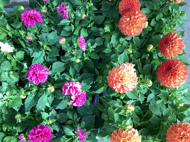 Dahlia mix (100x) - afbeelding 2 van  2