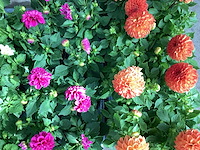 Dahlia mix (100x) - afbeelding 2 van  2