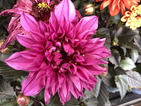 Dahlia(30) - afbeelding 1 van  4