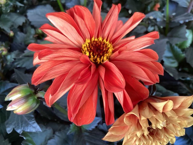 Dahlia(30) - afbeelding 2 van  4