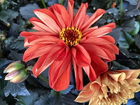 Dahlia(30) - afbeelding 2 van  4
