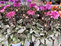 Dahlia(30) - afbeelding 3 van  4