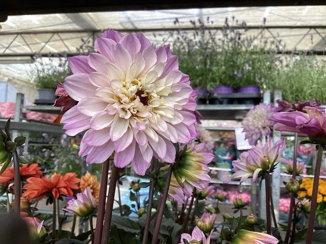 Dahlia(30) - afbeelding 4 van  4