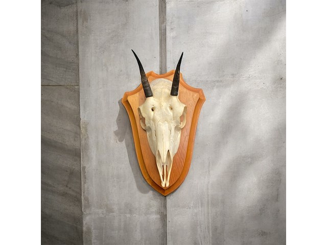 Damara dik-dik - schedel met gewei - zuid-afrika - afbeelding 1 van  3