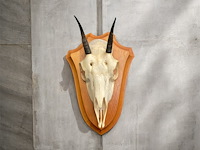 Damara dik-dik - schedel met gewei - zuid-afrika - afbeelding 1 van  3