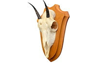 Damara dik-dik - schedel met gewei - zuid-afrika - afbeelding 2 van  3