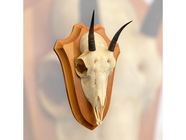 Damara dik-dik - schedel met gewei - zuid-afrika - afbeelding 3 van  3