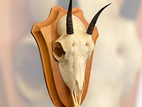 Damara dik-dik - schedel met gewei - zuid-afrika - afbeelding 3 van  3