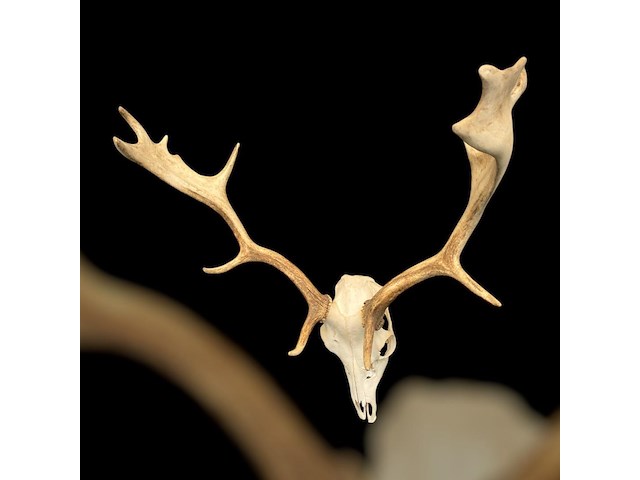 Damhert - schedel met gewei - afbeelding 1 van  5