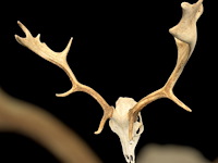 Damhert - schedel met gewei - afbeelding 1 van  5