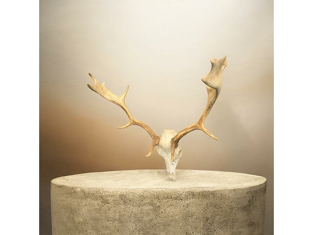 Damhert - schedel met gewei - afbeelding 2 van  5