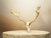 Damhert - schedel met gewei - afbeelding 2 van  5