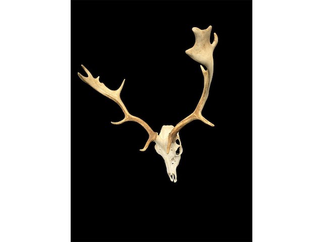 Damhert - schedel met gewei - afbeelding 3 van  5