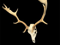 Damhert - schedel met gewei - afbeelding 3 van  5