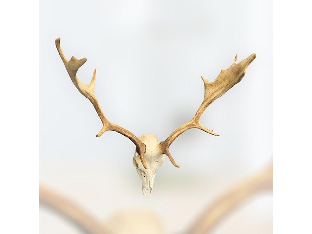 Damhert - schedel met gewei - afbeelding 4 van  5