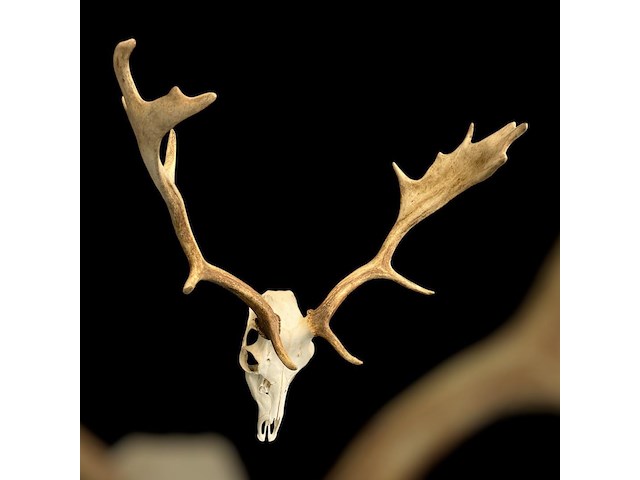 Damhert - schedel met gewei - afbeelding 5 van  5