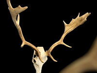 Damhert - schedel met gewei - afbeelding 5 van  5