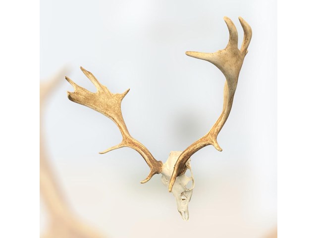 Damhert - schedel met gewei - afbeelding 1 van  5