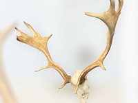 Damhert - schedel met gewei - afbeelding 1 van  5