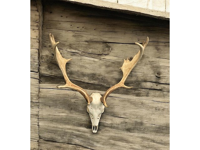 Damhert - schedel met gewei - afbeelding 2 van  5