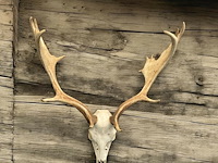 Damhert - schedel met gewei - afbeelding 2 van  5