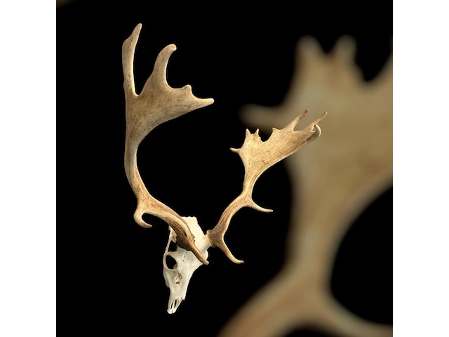 Damhert - schedel met gewei - afbeelding 3 van  5