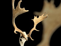 Damhert - schedel met gewei - afbeelding 3 van  5